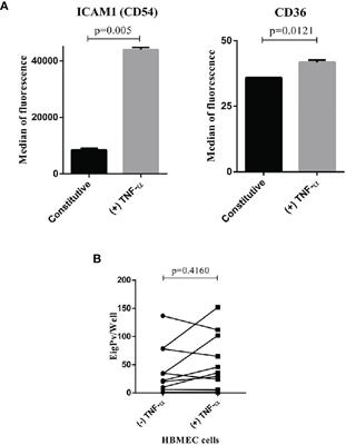 Plasmodium vivax Gametocytes Adherence to Bone Marrow Endothelial Cells